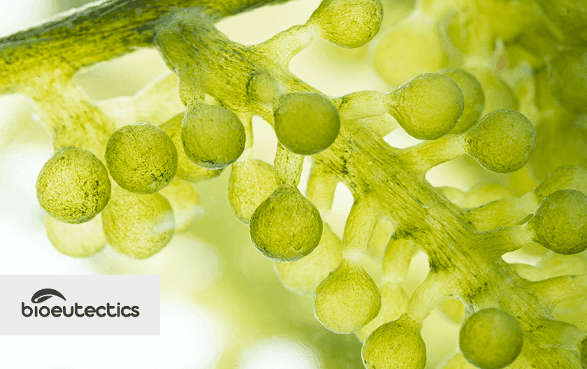 Green solvents engineered from natural compounds